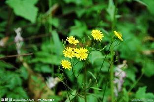 野花WWW成人免费视频